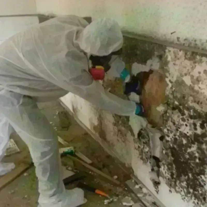 Mold Remediation and Removal in Bradbury, CA